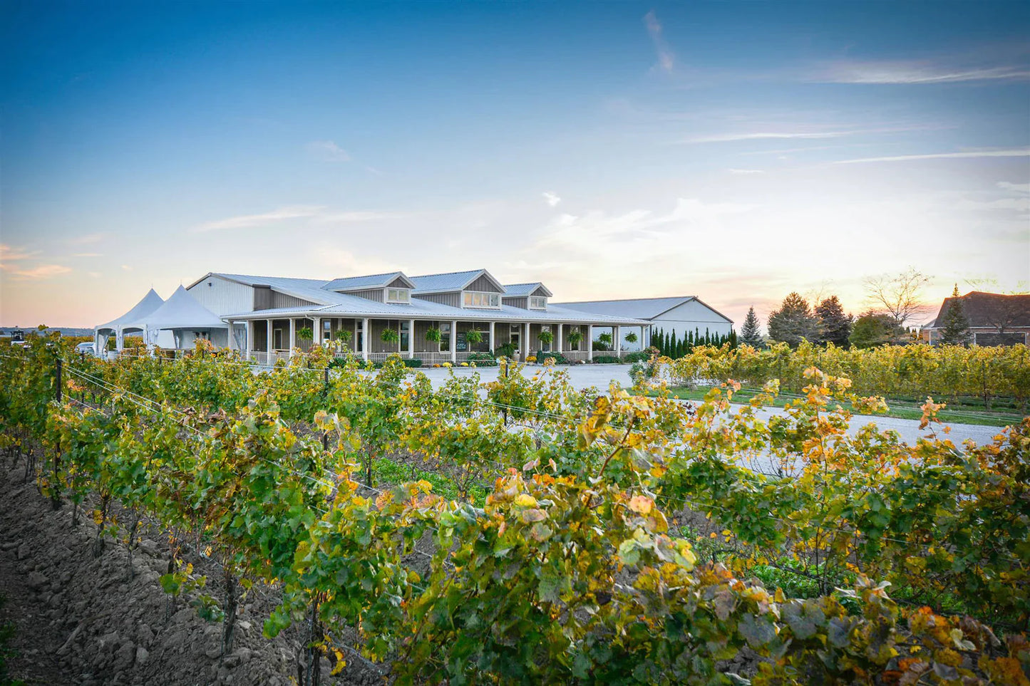 Pondview Estate Winery Cabernet Franc icewine - 2019