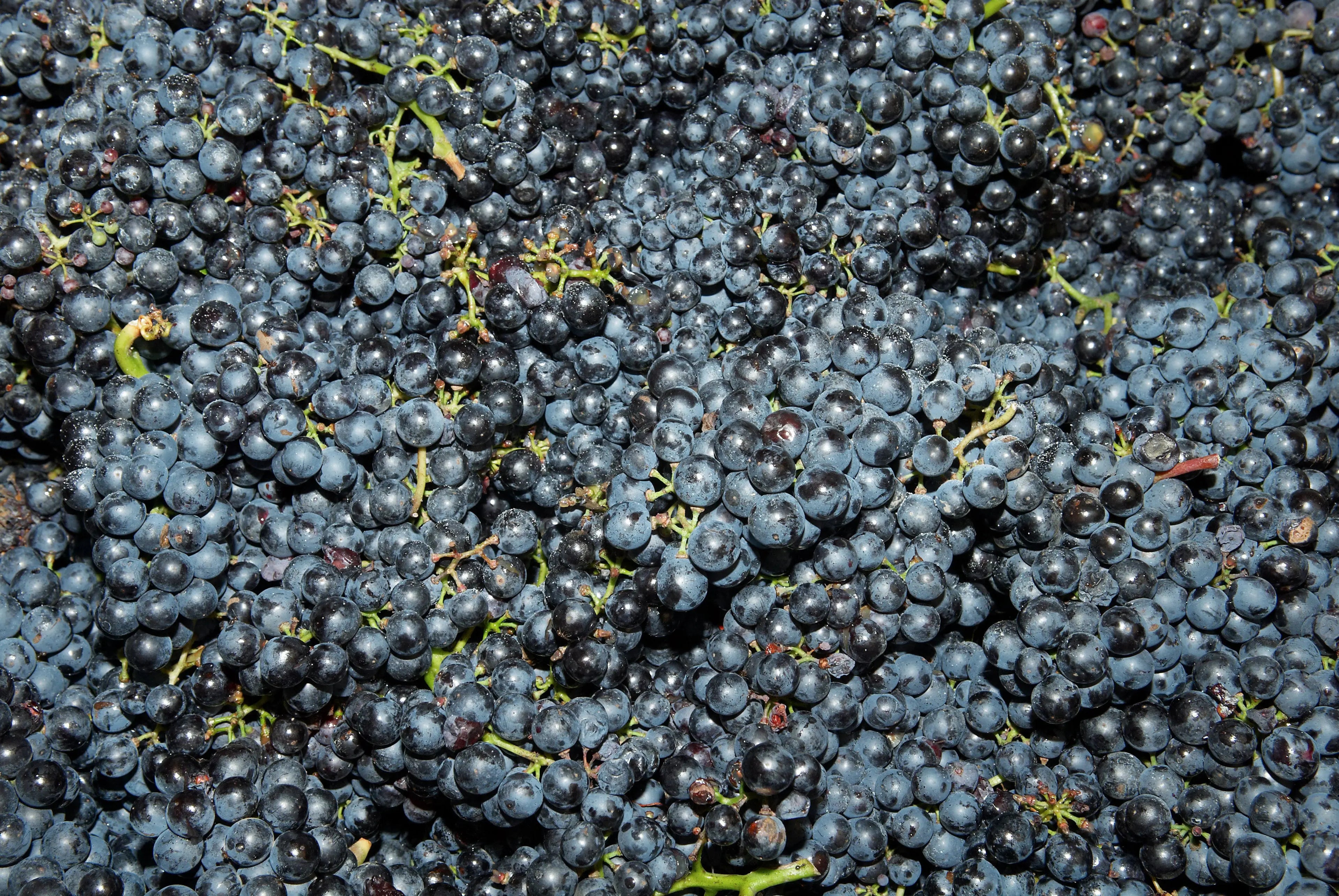 Dessertwijn Restsuikers-in-wijn-g-l IJswijnen.nl