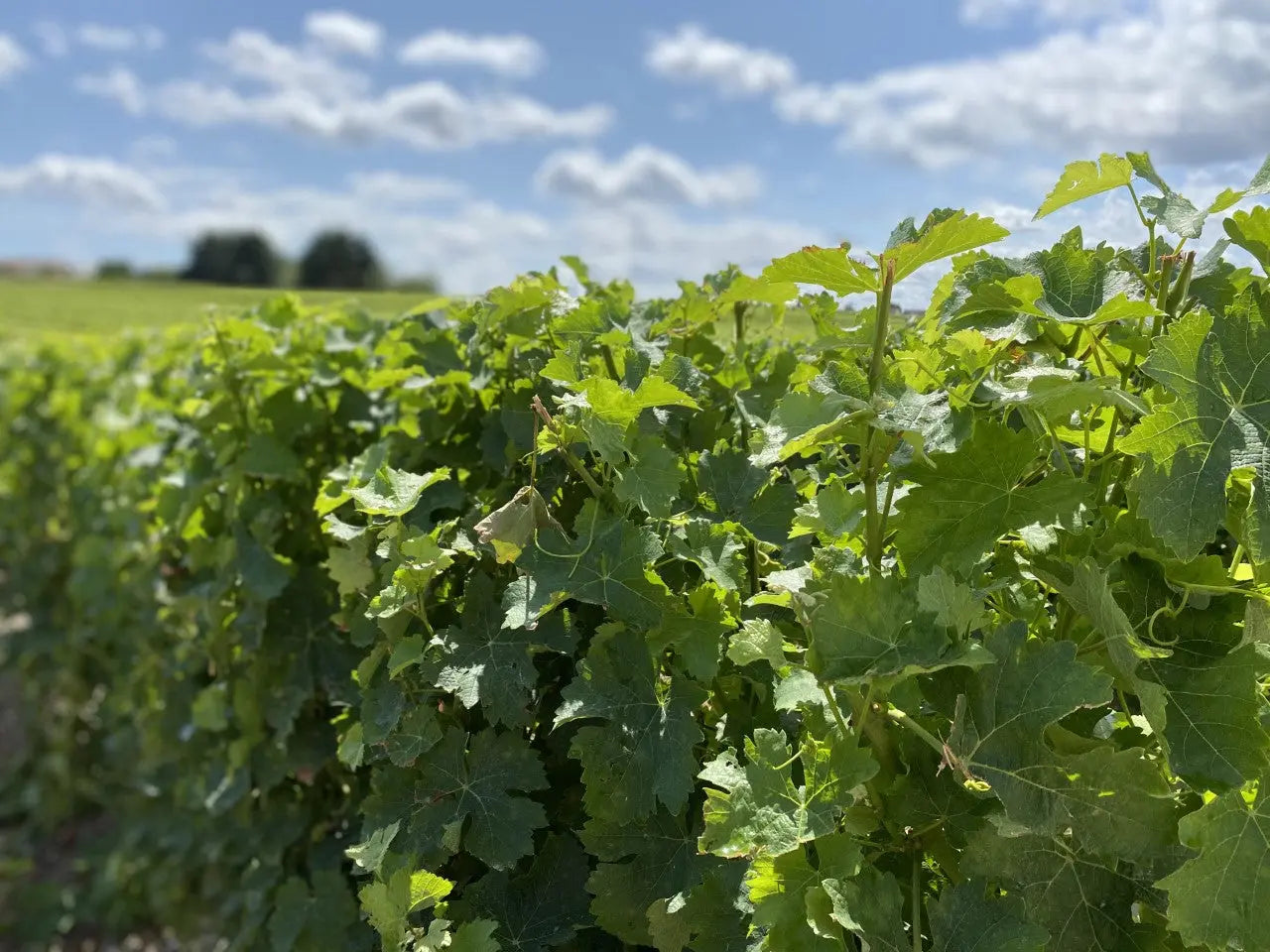 Dessertwijn Grüner-Veltliner-Druif IJswijnen.nl