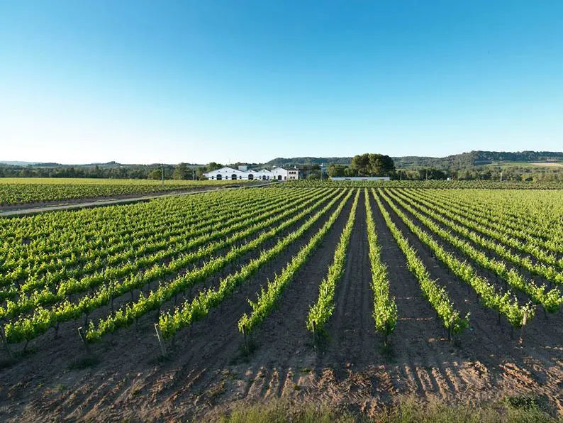 Dessertwijn Nieuw-in-ons-assortiment-Wijnhuis-Nadal-de-la-Boadella-Spanje IJswijnen.nl