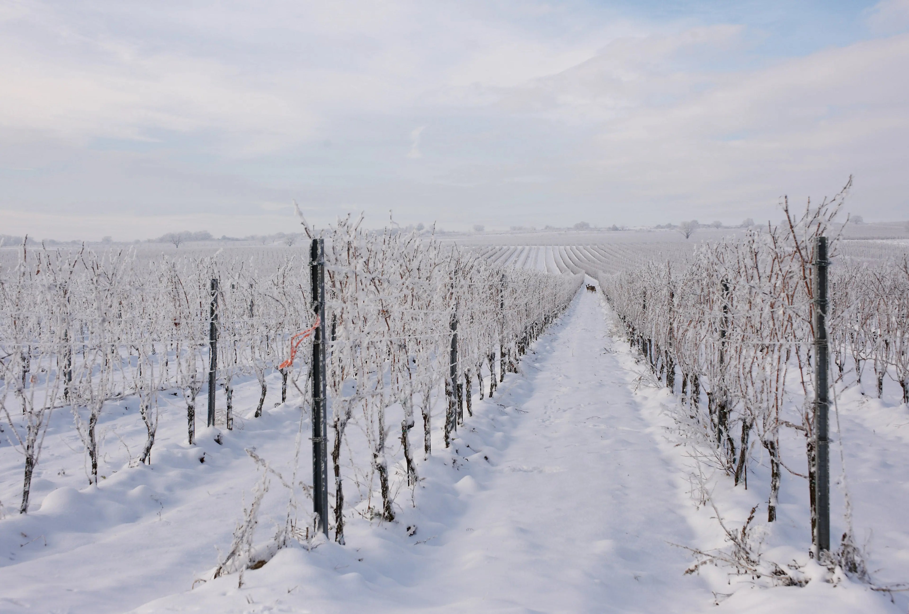 Dessertwijn Cabernet-Franc-Icewine IJswijnen.nl