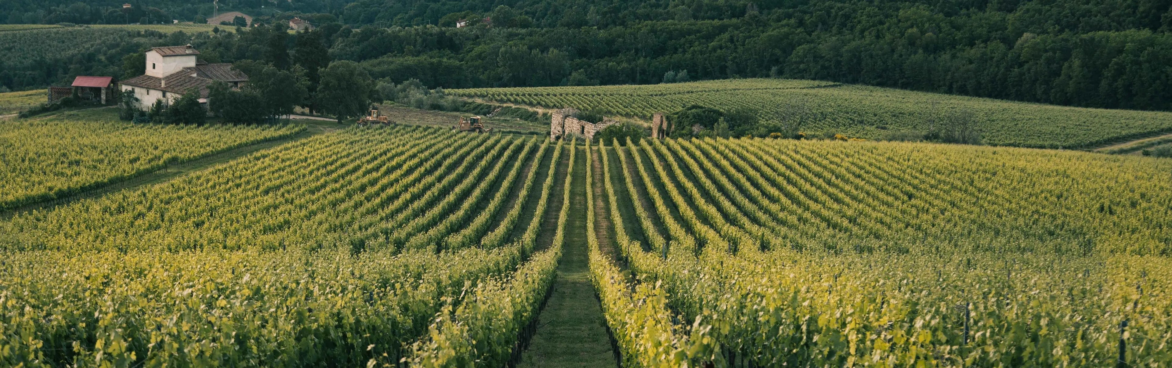Dessertwijn Canadese-droge-rode-en-witte-wijnen-zorgvuldig-geselecteerd-en-vol-karakter IJswijnen.nl