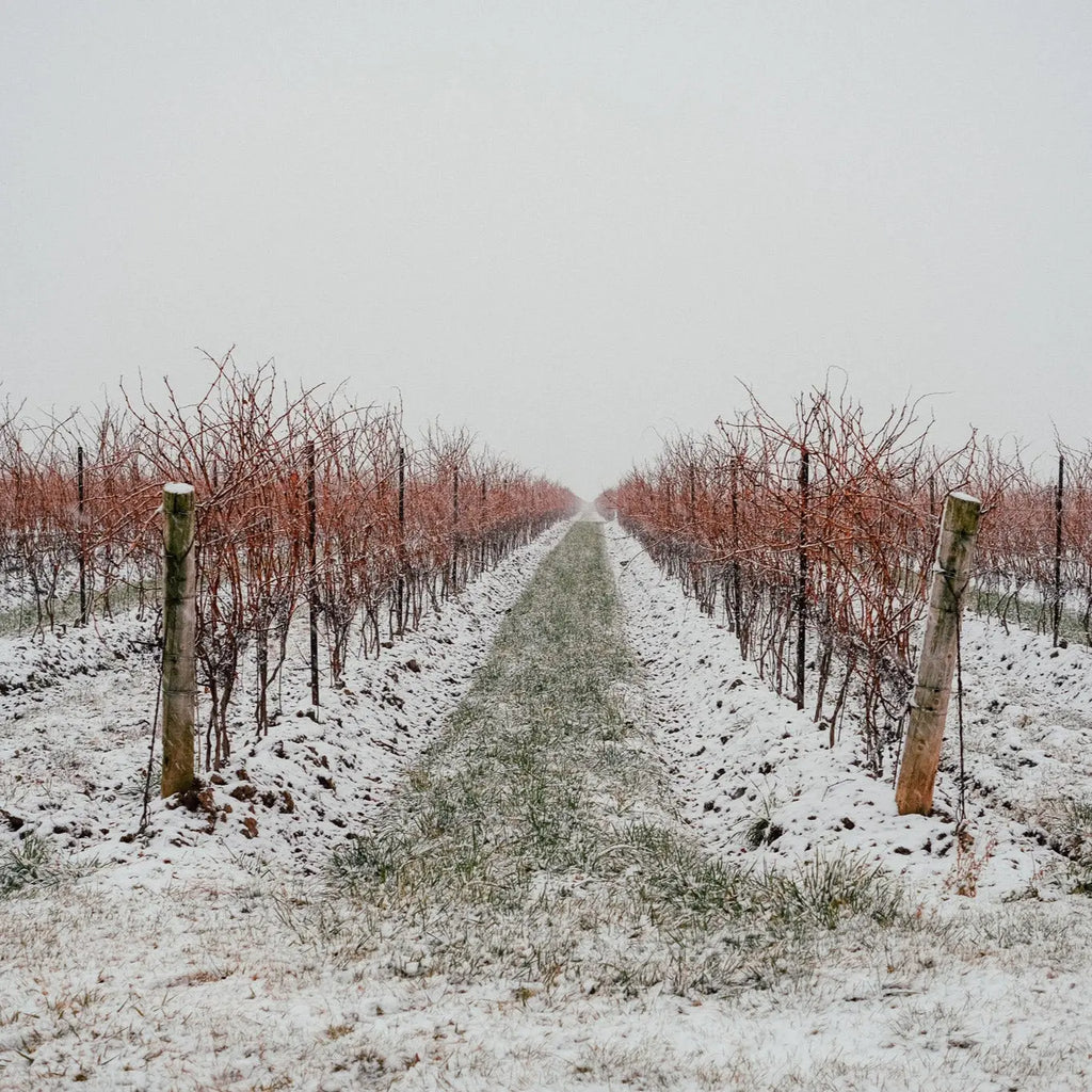 Wijngaard van Bella Terra Vineyard in Canada, gespecialiseerd in de productie van exclusieve icewine en verfijnde dessertwijnen