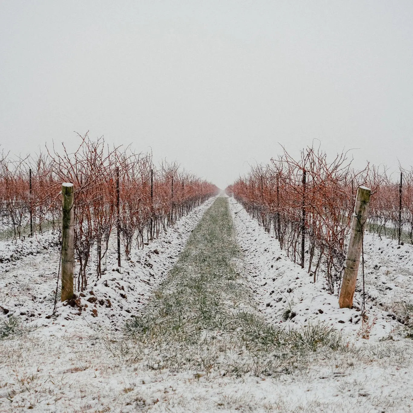 Wijngaard van Bella Terra Vineyard in Canada, gespecialiseerd in de productie van exclusieve icewine en verfijnde dessertwijnen