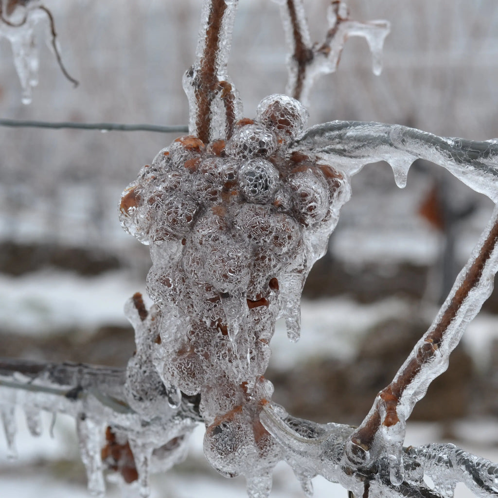 Bevroren druiven omhuld met ijs, essentieel voor de productie van verfijnde icewine en exclusieve dessertwijnen