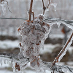 Bevroren druiven omhuld met ijs, essentieel voor de productie van verfijnde icewine en exclusieve dessertwijnen