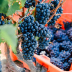 Bella Terra Vineyards – Canadese kwaliteitswijn uit Niagara