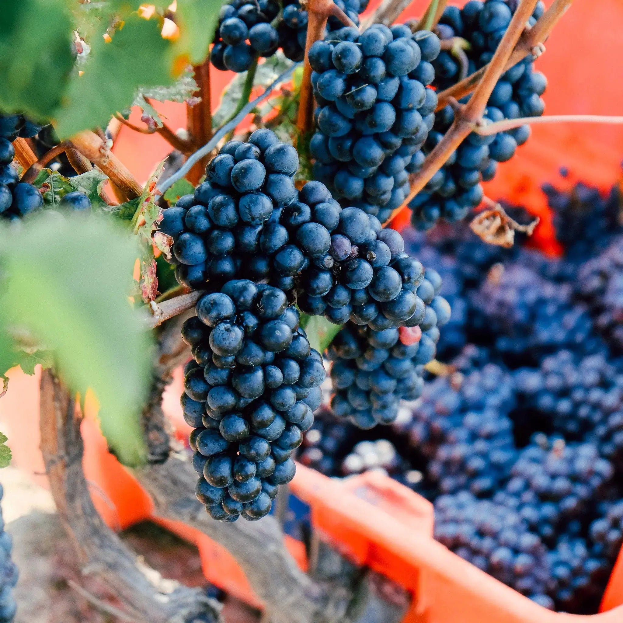 Bella Terra Vineyards – Canadese kwaliteitswijn uit Niagara