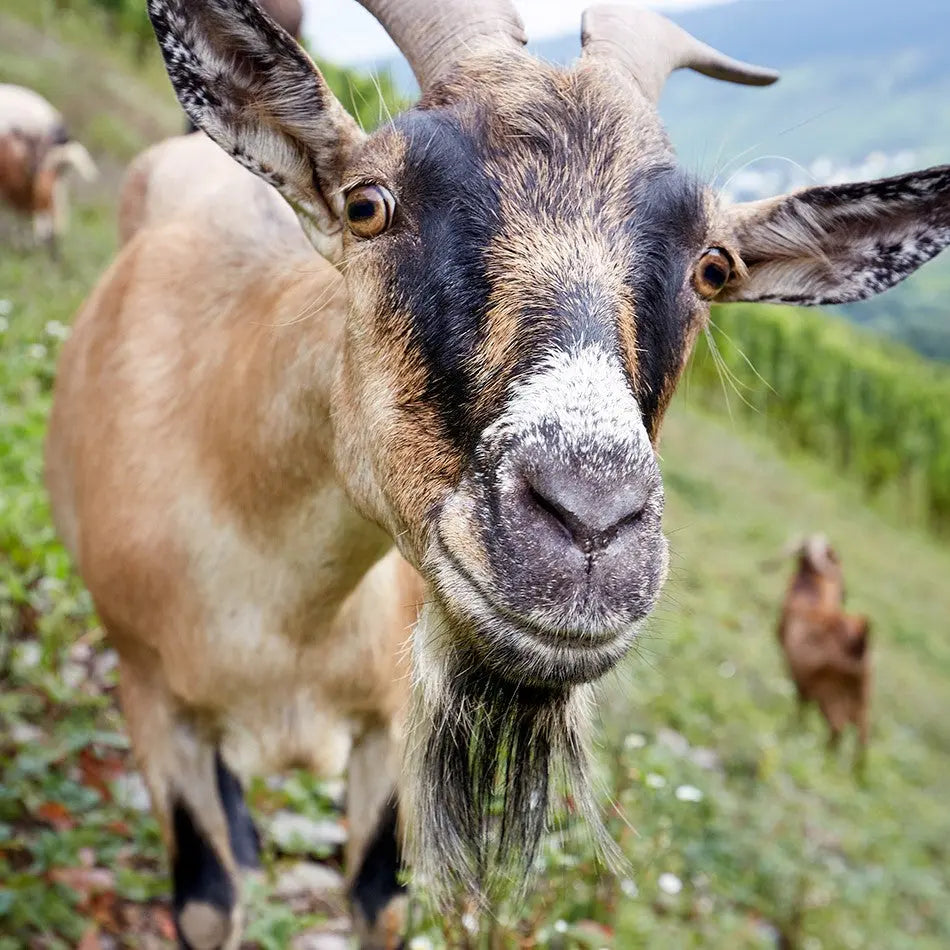 De steile wijngaarden van de Reiler Mullay-Hofberg in de Moezel, waar de Riesling-druiven voor de Melsheimer Beerenauslese met de hand worden geoogst; een landschap van traditie, terroir en vakmanschap.