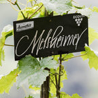 Auslese Melsheimer Weingut 2018 (biologisch) IJswijnen