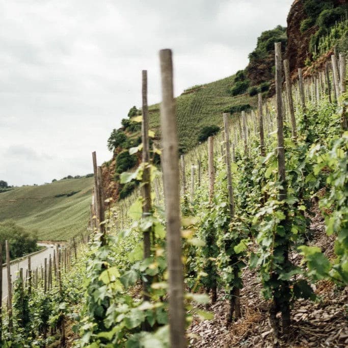 Dr Loosen Riesling Beerenauslese, 2017, 187ml IJswijnen