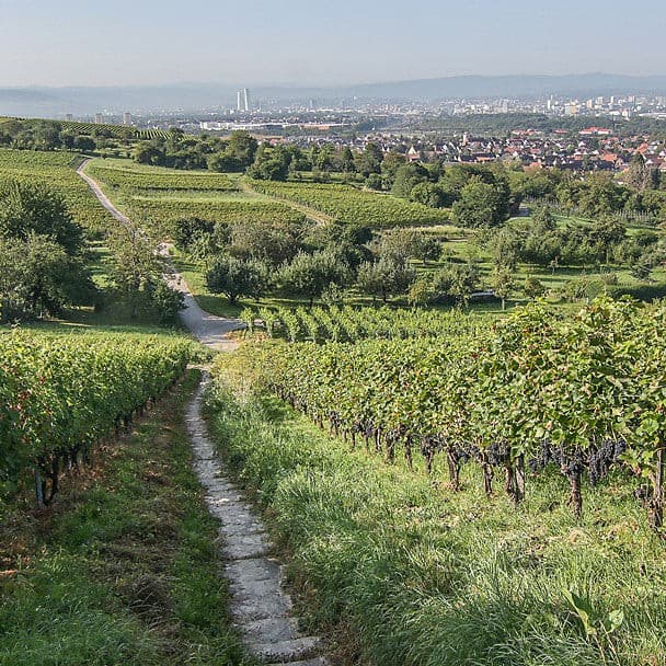 Haltinger Winzer EG Muskateller Beerenauslese IJswijnen