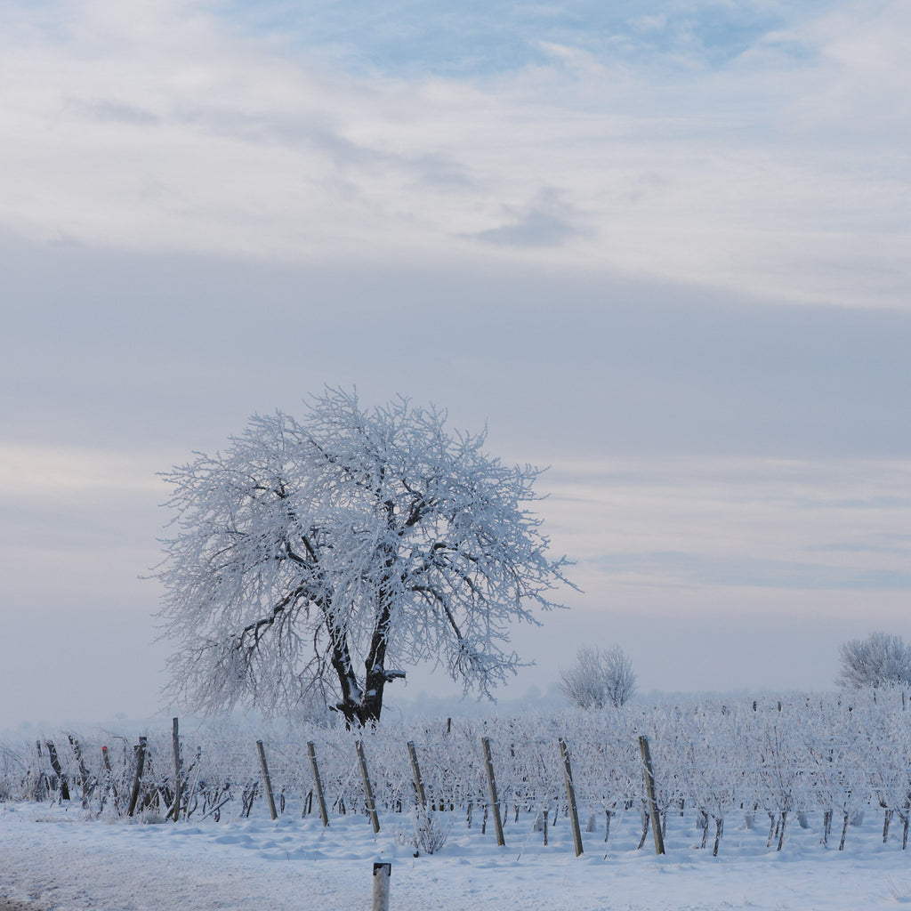 Jonny Wegleitner Chardonnay Trockenbeerenauslese IJswijnen