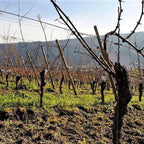 Langguth Erben Beerenauslese, 2020 IJswijnen