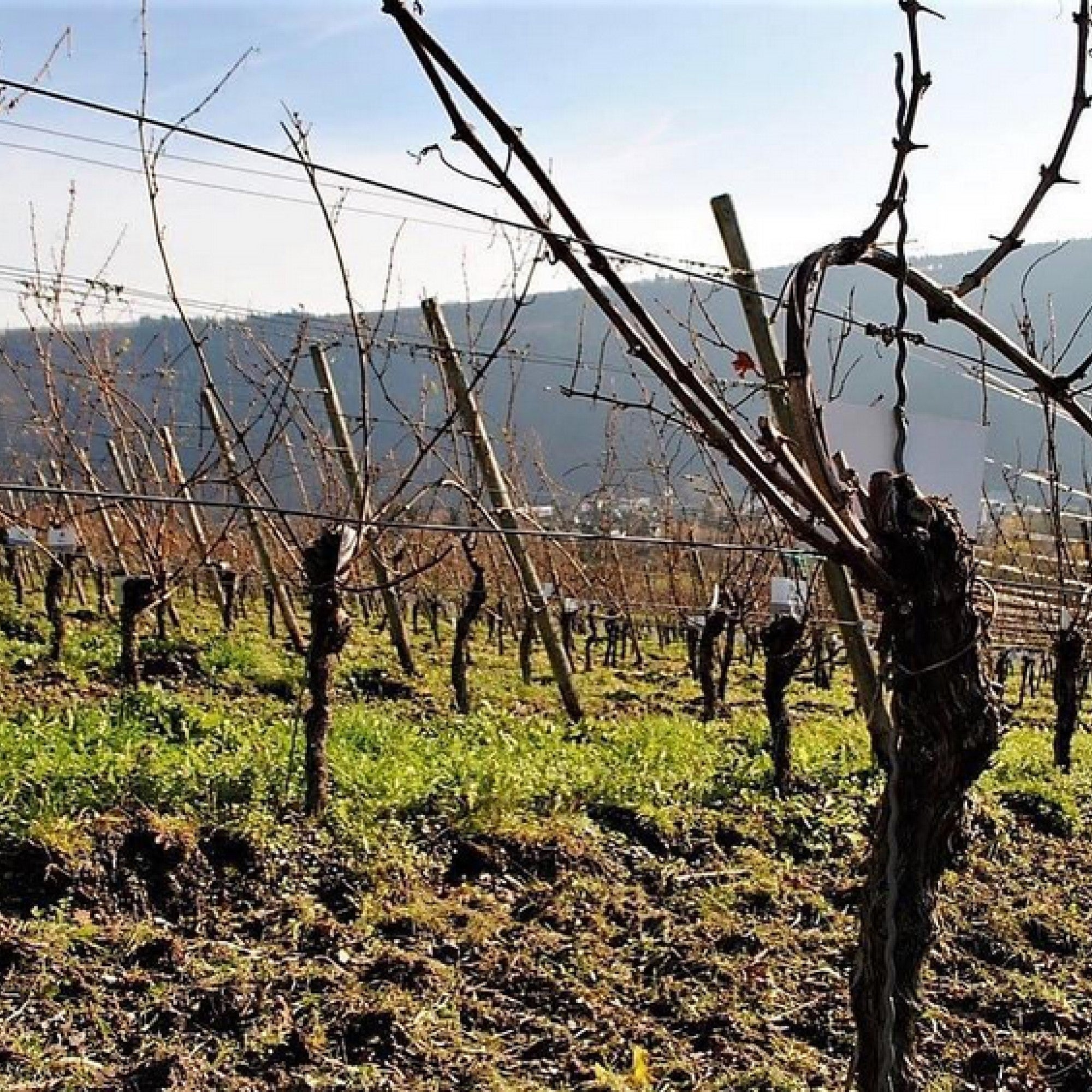 Langguth Erben Beerenauslese, 2020 IJswijnen