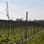 Peren ijswijn - Wijndomein Hoenshof Appearance IJswijn IJswijnen