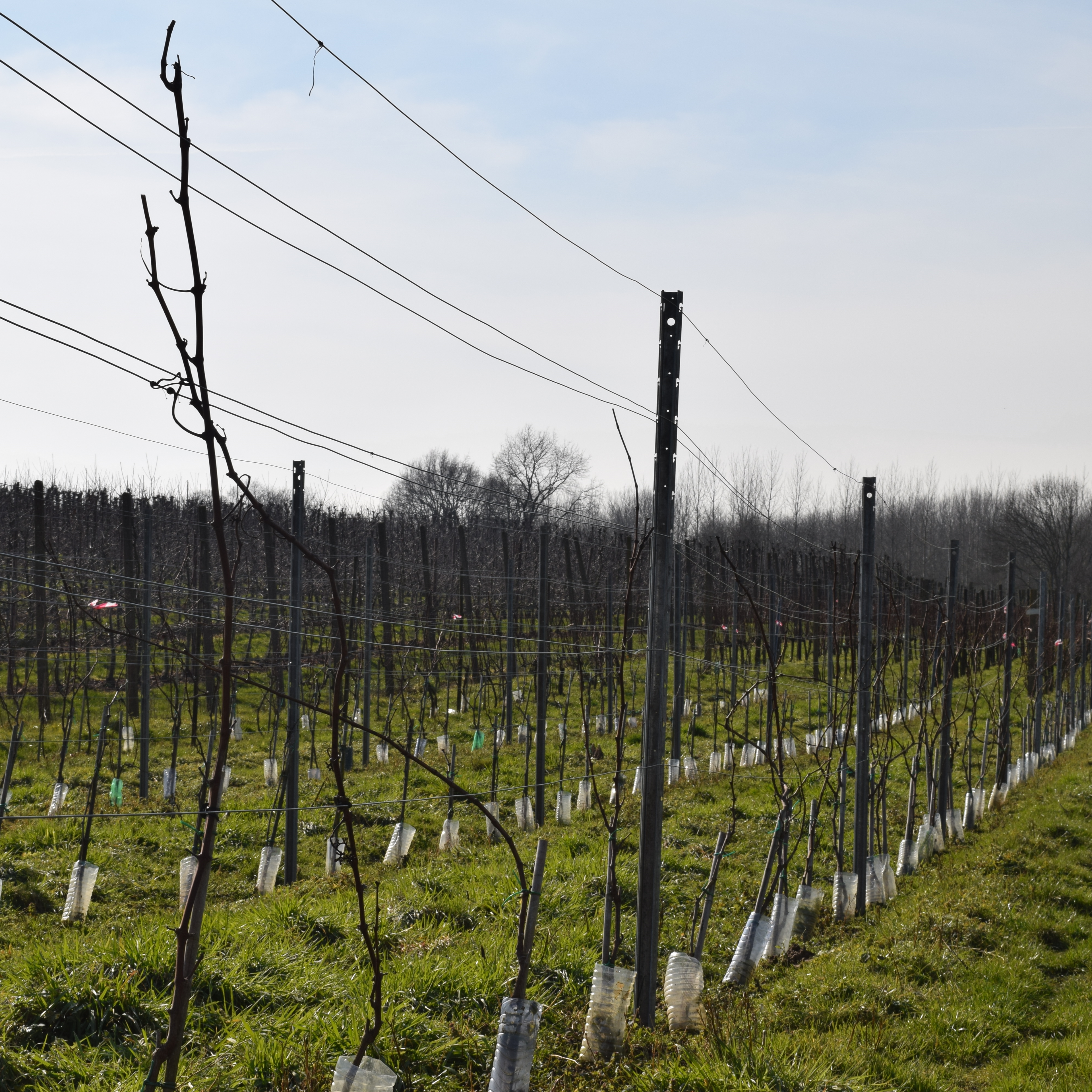 Peren ijswijn - Wijndomein Hoenshof Appearance IJswijn IJswijnen