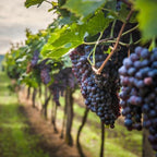 Castel Mimi riesling icewine Dessertwijn.nl