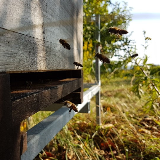 Domaine Kox Vin de Glace, 2009 IJswijnen