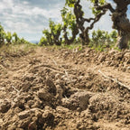 NADAL 1510 Botrytis 2000 Family Reserve IJswijnen