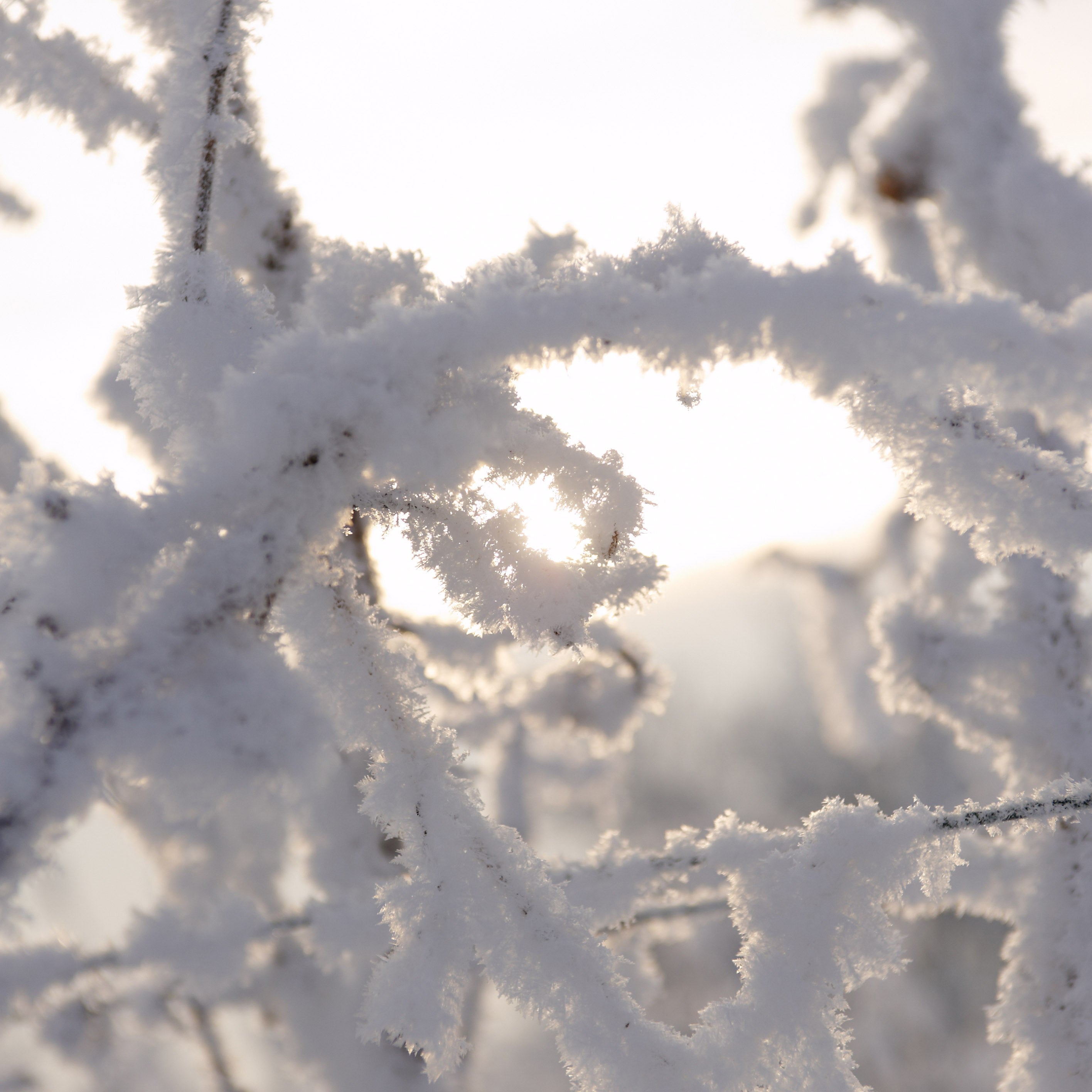 Langguth Erben Beerenauslese, 2020 IJswijnen