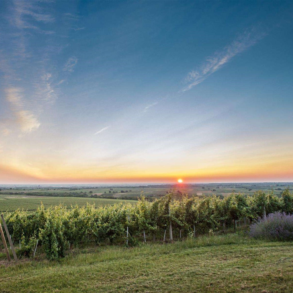 Ilocki Podrumi Traminac (icewine) Ledena berba Principovac 2008 IJswijnen