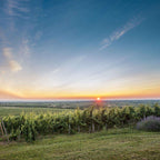 Ilocki Podrumi Traminac (icewine) Ledena berba Principovac 2008 IJswijnen